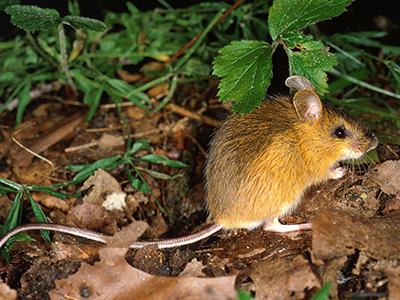 Woodland Jumping-Mouse, Napaeozapus -insignis